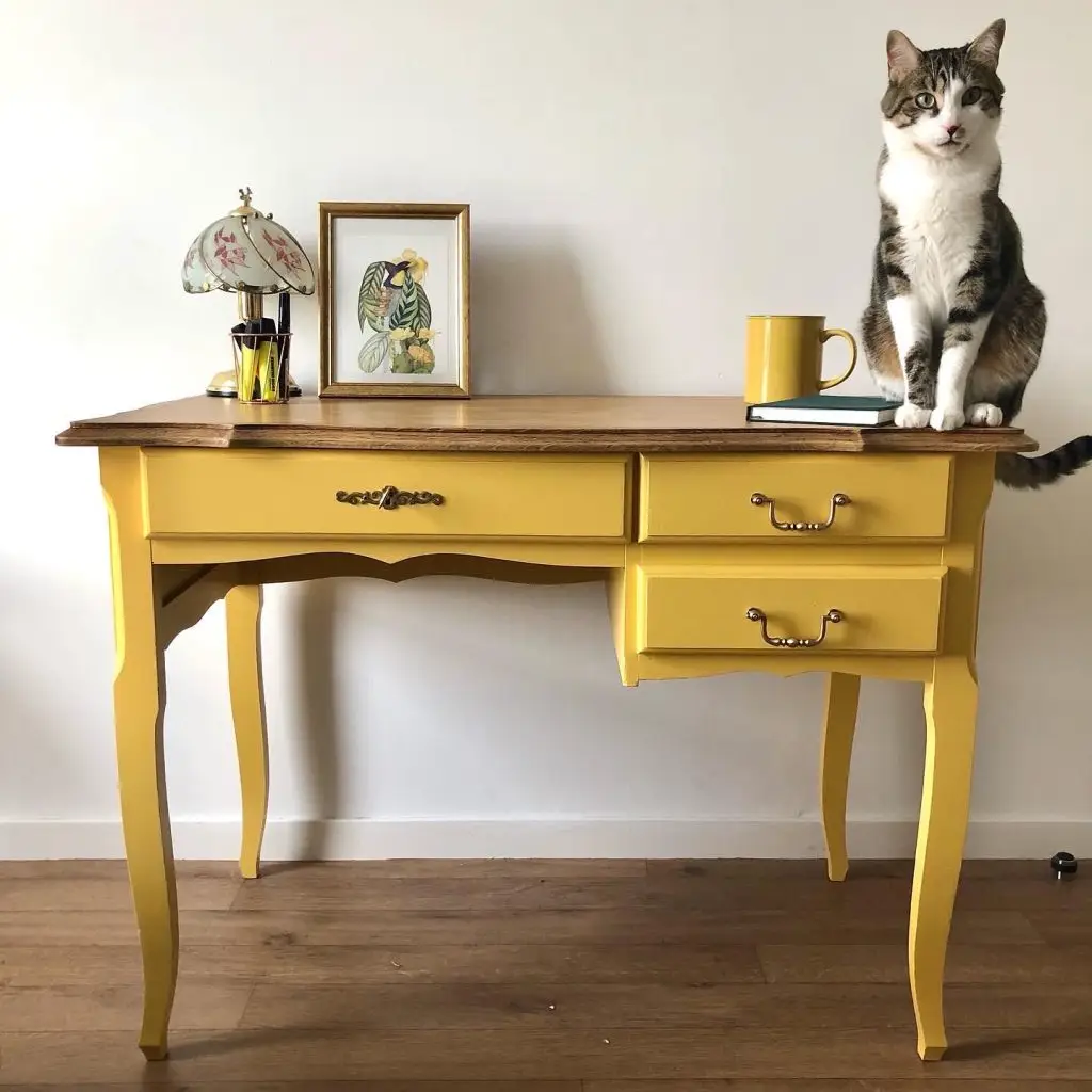 Le chat Néron sur un bureau jaune